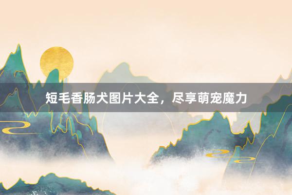 短毛香肠犬图片大全，尽享萌宠魔力